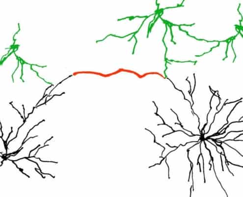 Dendriten im Gehirn