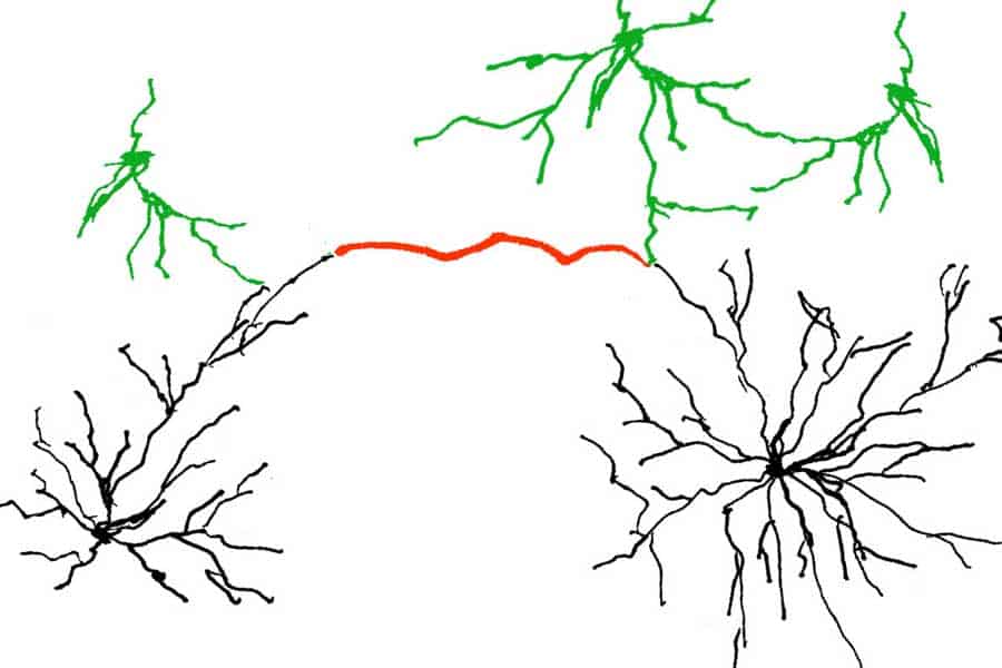 Dendriten im Gehirn